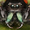 The fangs in spiders' chelicerae are so sclerotised as to be greatly hardened and darkened