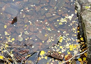 Stora mängder murtegel i vattnet