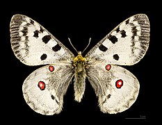 ♂ Porté-Puymorens MHNT.