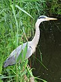 Reiger