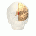 Animation. Straight gyrus is depicted as red.