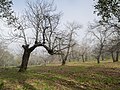 * Nomination Sweet chestnut trees (castanea sativa) in the Aracena mountains. Huelva, Andalusia, Spain --Basotxerri 09:33, 22 May 2016 (UTC) * Promotion Hermoso. Good quality. --Johann Jaritz 09:37, 22 May 2016 (UTC)