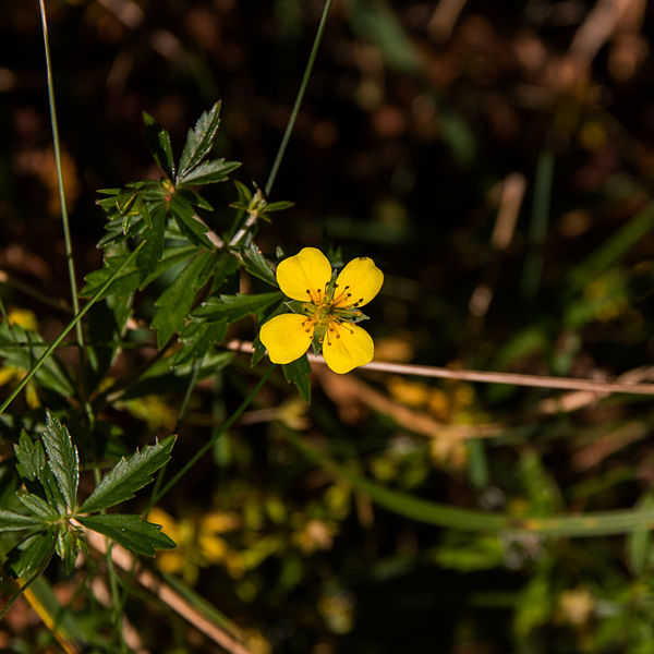 File:Tormentille-Fleur-20141018.jpg