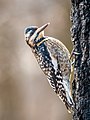 Image 12Juvenile yellow-bellied sapsucker in Prospect Park