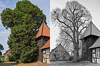 Linde an der Kapelle (weitere Fotos in der Bildbeschreibung)