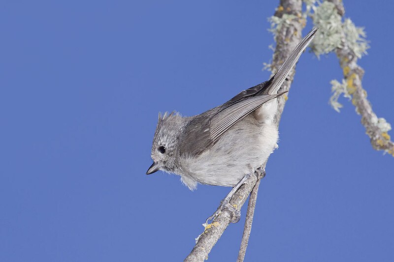 File:Oak Titmouse, Baeolophus inornatus.jpg