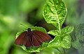 * Nomination Open wing basking of Psolos fuligo (Mabille, 1876) - Dusky PartwingThis image was uploaded as part of Wiki Loves Butterfly.I,--SVKMBFLY 19:42, 27 October 2024 (UTC) * Promotion Notably good quality, definitely deserves nomination --The People's Internet 19:08, 3 November 2024 (UTC)