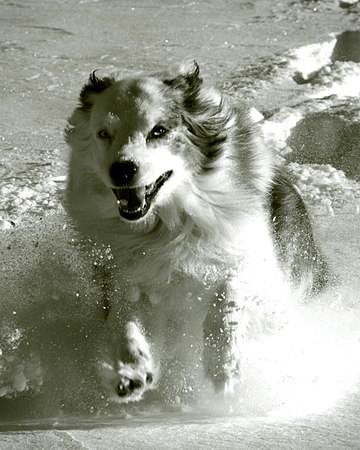 Dog running in snow