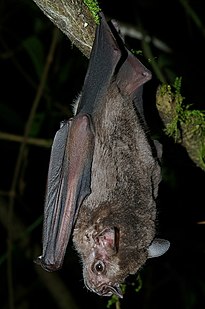 A Jamaican fruit bats hanging from a tree