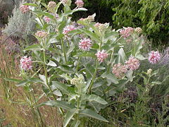 Description de l'image Asclepias speciosa (5258351774).jpg.