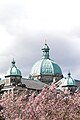 BC Legislative Building with cherry trees in bloom, Victoria, British Columbia