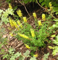 (Cytisus nigricans)