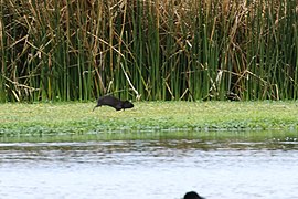 Cavia tschudii 64885411.jpg