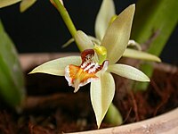 Coelogyne lentiginosa