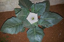 Datura flower on the plant (top view) near Hyderabad, Telangana, India