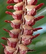 Coelogyne saccolabium