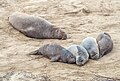 Image 35Northern elephant seals in Ano Nuevo, California