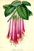 Fuchsia apetala