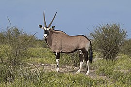 Gemsbok (mâle) au parc national d'Etosha en Namibie.