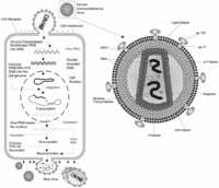 HIV retrovirus, shema infekcije ćelije, proizvodnje i strukture virusa