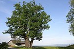 Sommerlinde (Tilia platyphyllos)