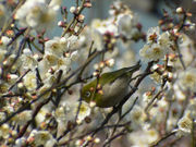 メジロ Zosterops japonicus