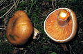 Lactarius deterrimus