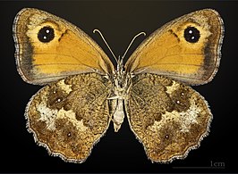 Female underside