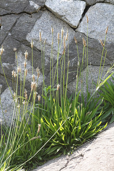 File:Plantago lanceolata 1.JPG