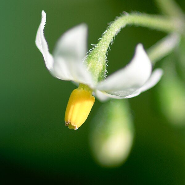 File:Solanum nigrum flower close-up.jpg