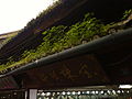 Plants on a roof in Dali