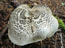 Tricholoma pardinum vu de dessus. Les écailles qui le caractérisent sont bien visibles.