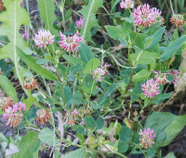 File:Trifolium hybridum 212226144.jpg