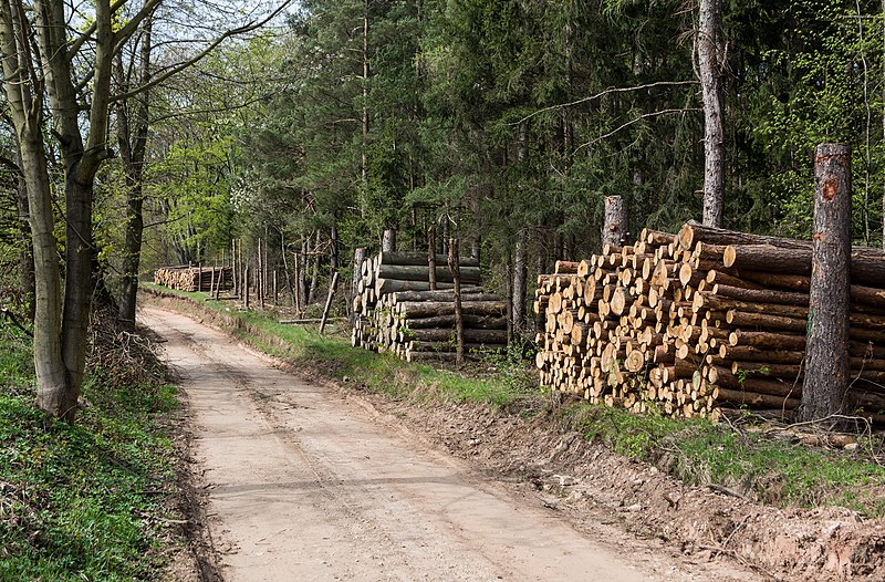 File:2015 Droga leśna na Wapniarkę.jpg