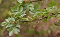 Bursera penicillata fruktoj & folioj