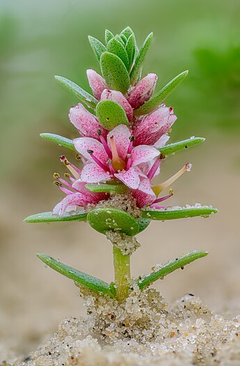 1. Platz – Detail: Blühendes Strand-Milchkraut (Lysimachia maritima) am Strand von Norderney im Landkreis Aurich Foto: Stephan Sprinz