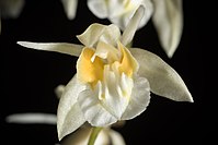 Coelogyne longibulbosa