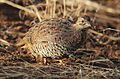 Female of nominate race, Limpopo