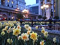 Daffodils at Bank station, London in low light (Ixus 40)