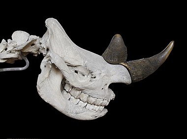 Black rhinoceros skull