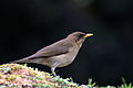 Turdus amaurochalinus (cat.)