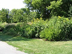 Foundation of Property Owned by Alicia's Ancestors, Nauvoo Historic District, Nauvoo, Illinois (68808656).jpg