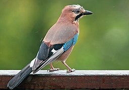 Garrulus glandarius