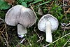 Tricholoma terreum