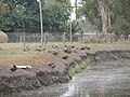 Birds by the lake.