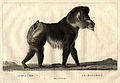 The Mandrill. Mandrillus.