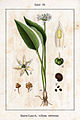 Allium ursinum vol. 1 - plate 36 in: Jacob Sturm: Deutschlands Flora in Abbildungen (1796)