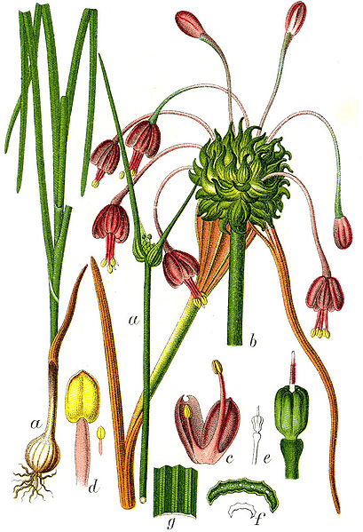 File:Allium carinatum Sturm38.jpg