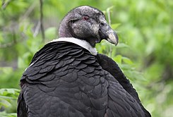 Dame Condor, reine des Andes, sous son meilleur profil, avec sa collerette plus fine que celle du mâle, au zoo de Cincinnati (États-Unis).