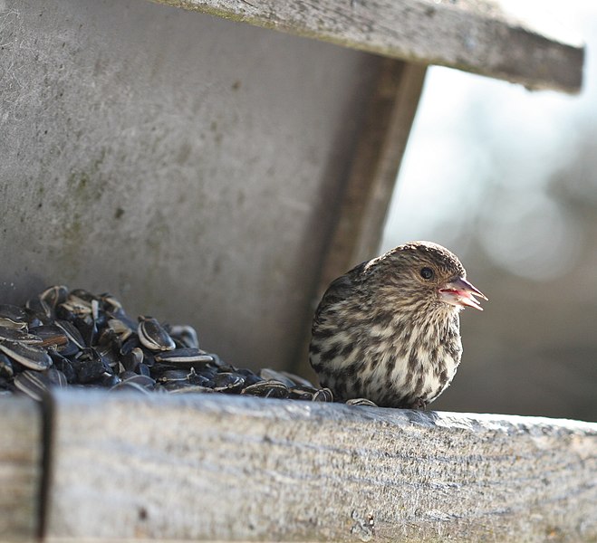 File:Bird and Stash, Cloud Bay (3316327774).jpg